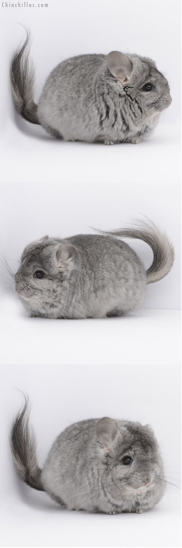 Chinchilla or related item offered for sale or export on Chinchillas.com - 20323 Standard ( Ebony & Locken Carrier )  Royal Persian Angora Female Chinchilla