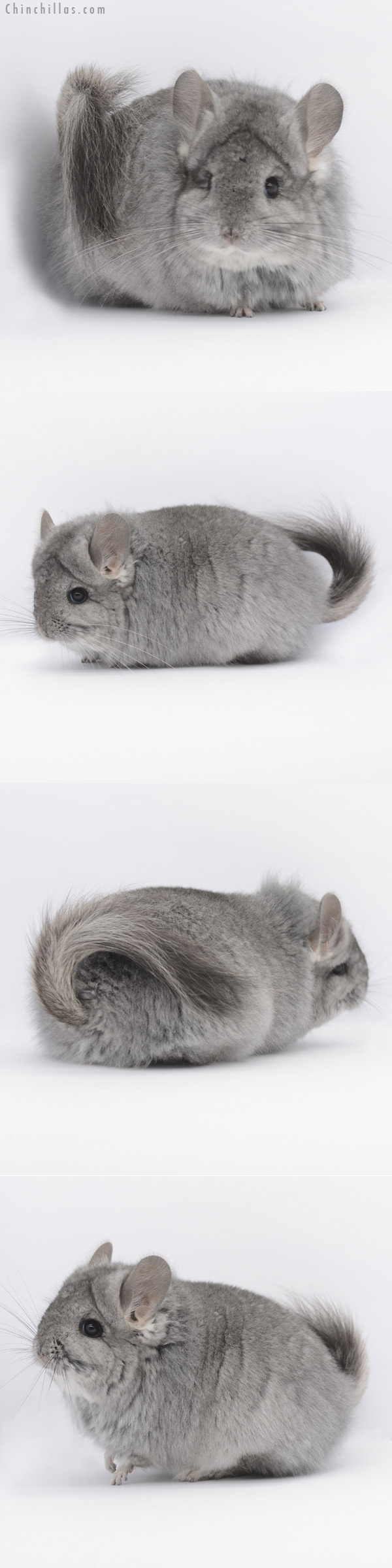 20324 Standard ( Ebony & Locken Carrier ) G2  Royal Persian Angora Female Chinchilla