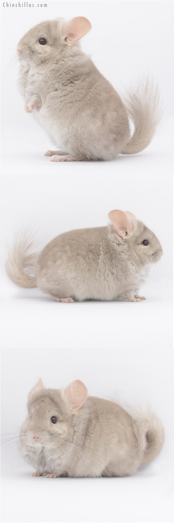 20325 Beige ( Ebony Carrier )  Royal Persian Angora Male Chinchilla