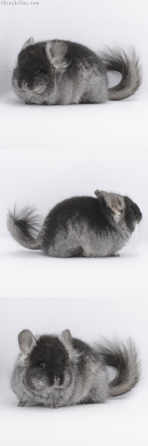 20337 Black Velvet ( Locken Carrier )  Royal Persian Angora Female Chinchilla