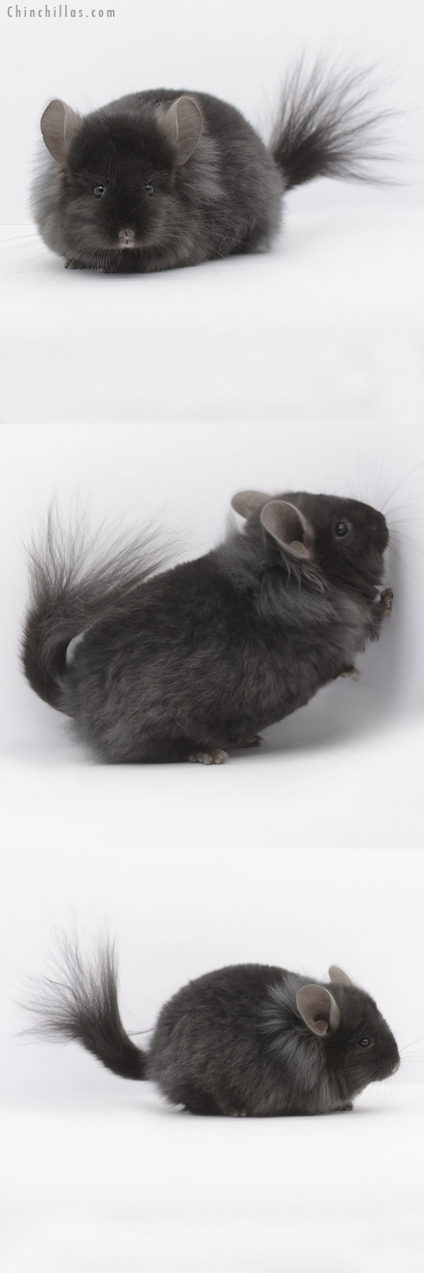 Chinchilla or related item offered for sale or export on Chinchillas.com - 21051 Ebony ( Locken Carrier ) G2  Royal Persian Angora Male Chinchilla with Lion Mane