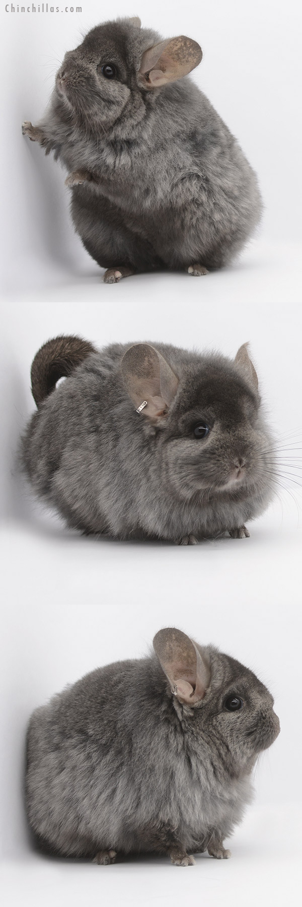 21047 Ebony ( Locken Carrier )  Royal Persian Angora Female Chinchilla