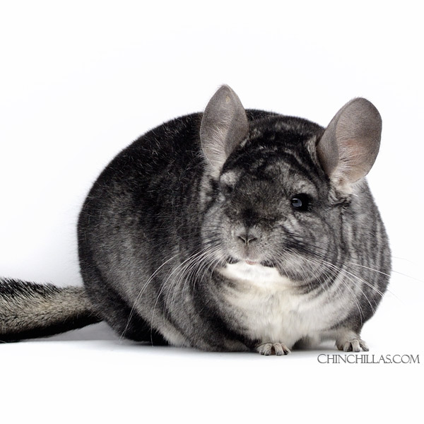 22038 Large Blocky Multi 1st Place Standard Male Chinchilla