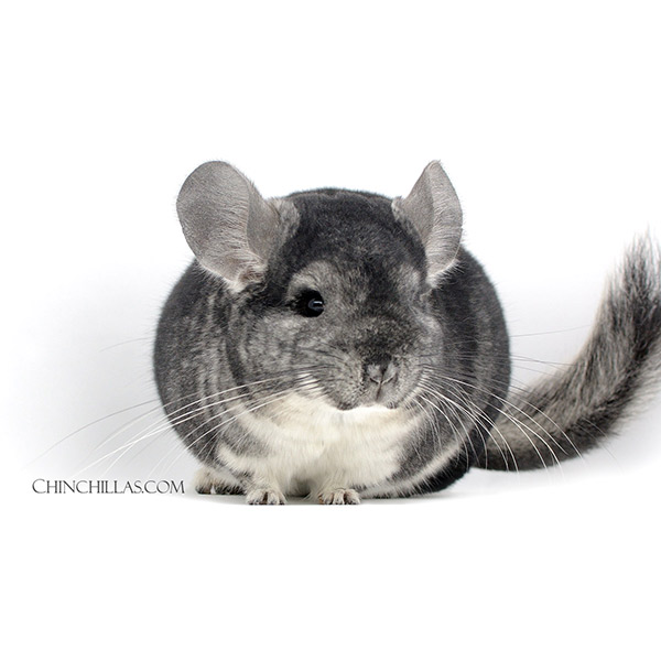 22052 Show Quality Standard Male Chinchilla