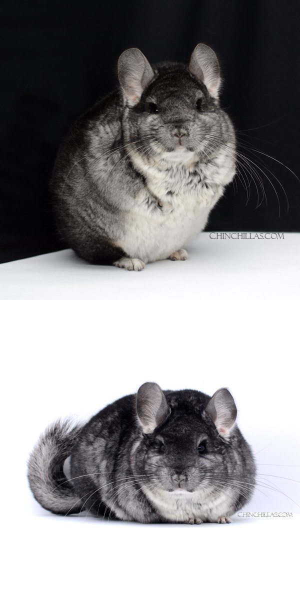 21170 Herd Improvement Quality Standard Male Chinchilla