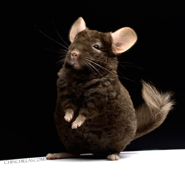 22076 Exceptional Dark Tan Locken Male Chinchilla