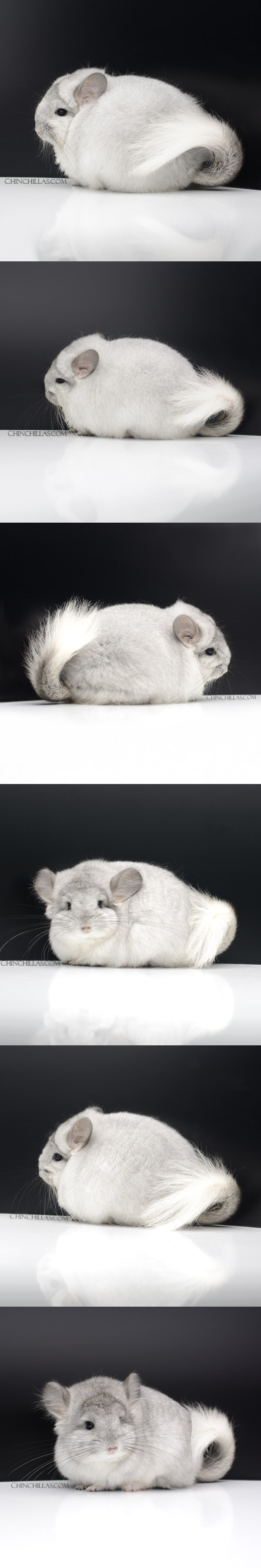 22088 White Mosaic Royal Persian Angora Female Chinchilla