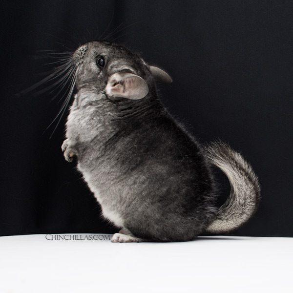 21171 Extra Large Premium Production Quality Standard Female Chinchilla