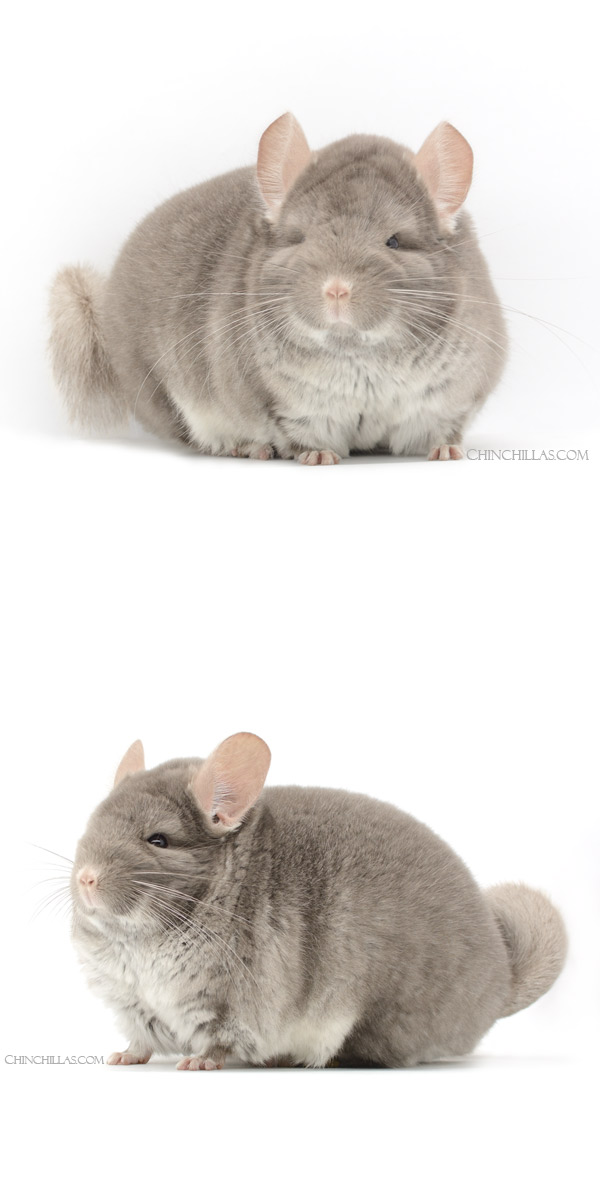 21230 Extra Large Show Quality TOV Beige Male Chinchilla