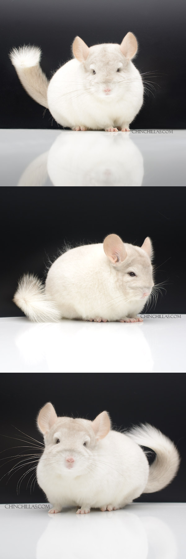 22128 Large Blocky Show Quality Pink White Male Chinchilla