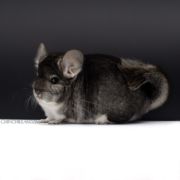 22133 Large Blocky Show Quality Standard Female Chinchilla