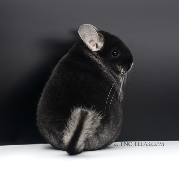 22188 Show Quality Black Velvet Female Chinchilla