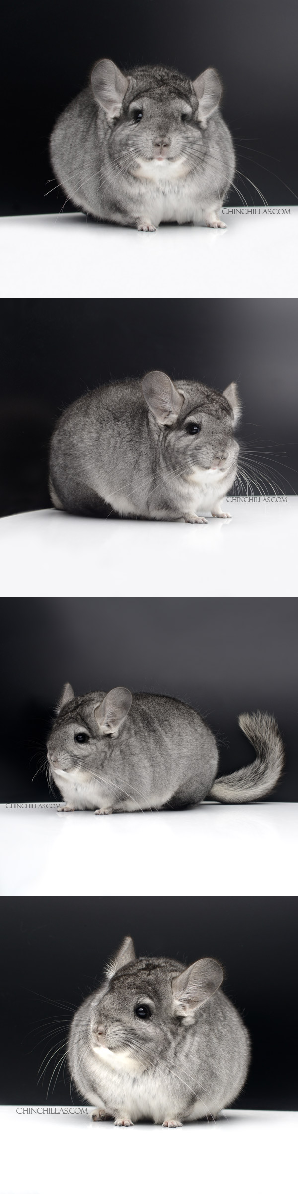 Chinchilla or related item offered for sale or export on Chinchillas.com - 000008 Extra Large Blocky Standard ( Royal Persian Angora Carrier ) Female Chinchilla