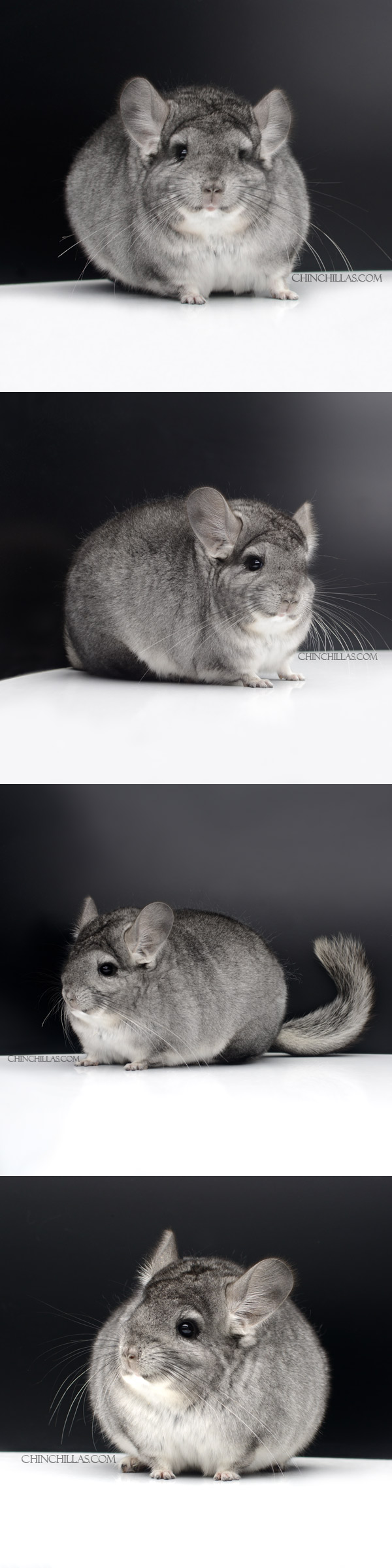 000008 Extra Large Blocky Standard ( Royal Persian Angora Carrier ) Female Chinchilla