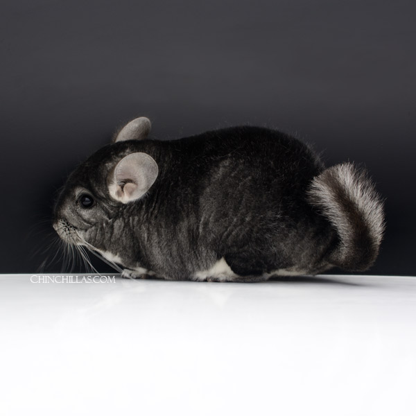 23024 Large Herd Improvement Quality Standard Male Chinchilla