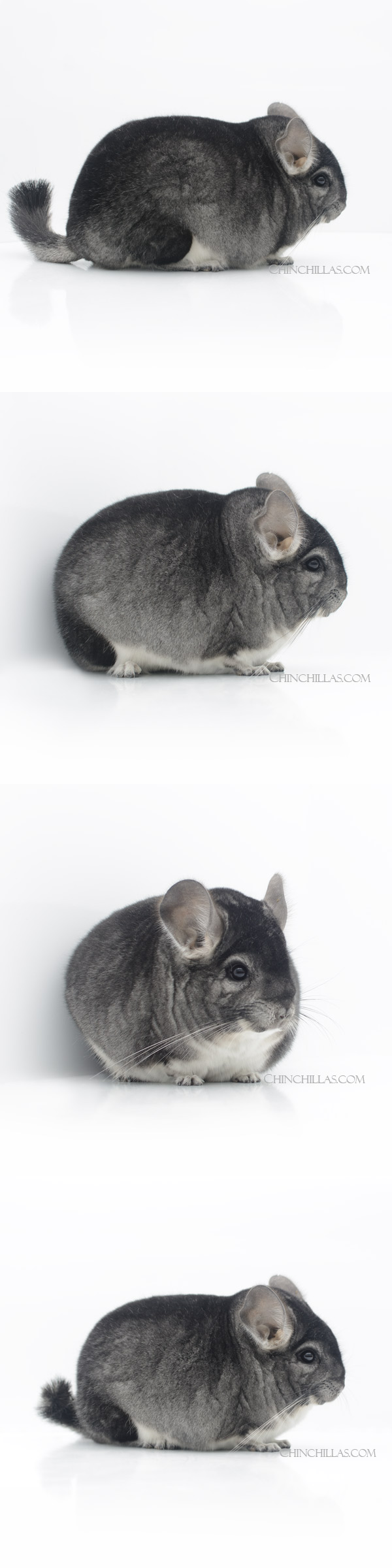 23026 Large Blocky Reserve Class Champion & National 1st Place Standard Male Chinchilla