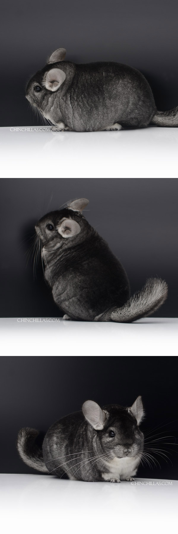 23027 National 1st Place Standard Female Chinchilla