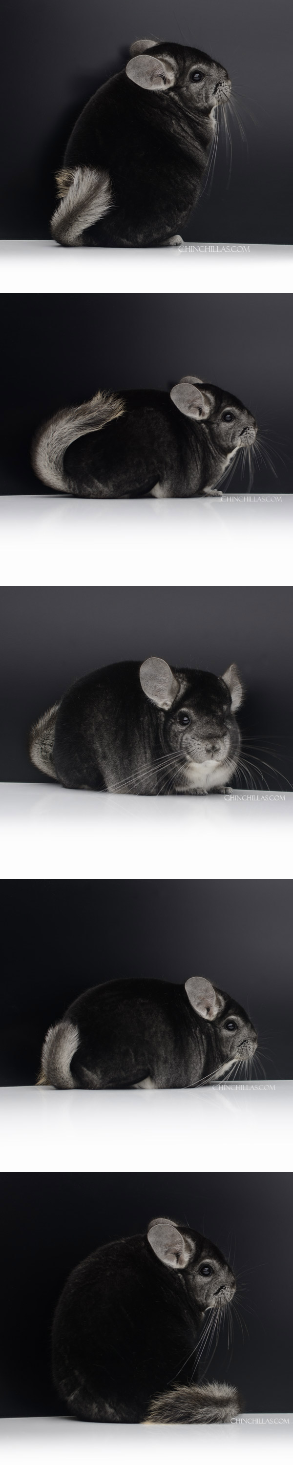 23029 Extra Dark Herd Improvement Quality Standard Male Chinchilla