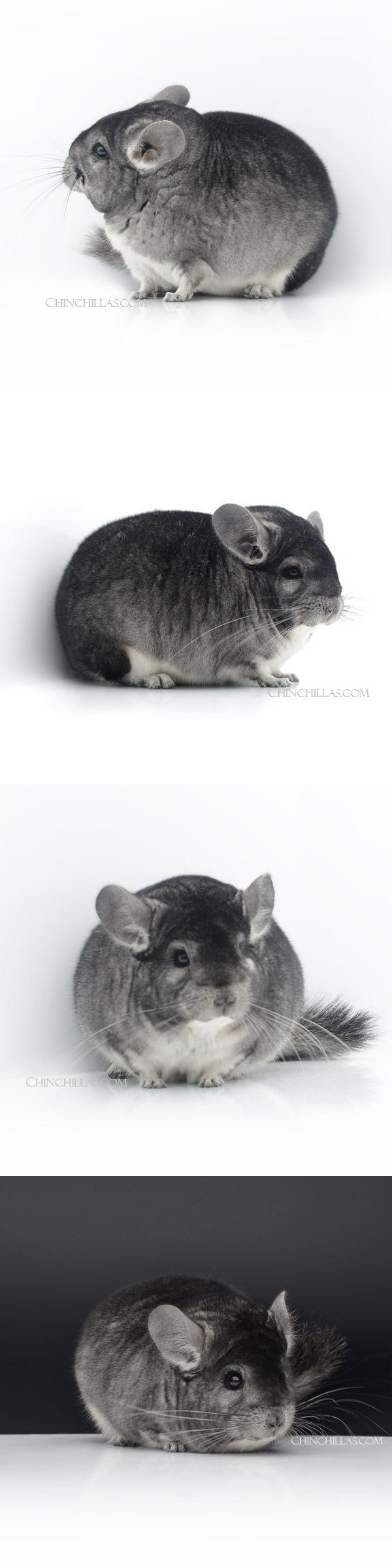 23030 Large Blocky Premium Production Quality Standard Female Chinchilla