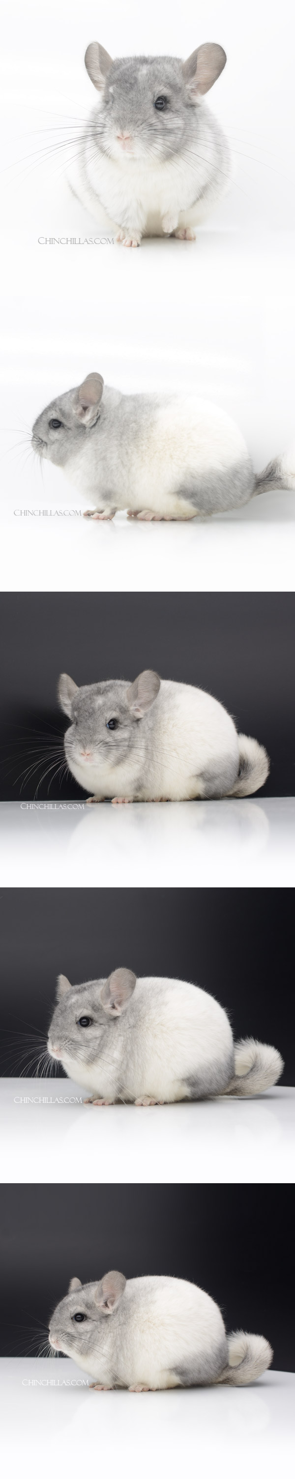 23060 Blocky Show Quality White Mosaic Female Chinchilla