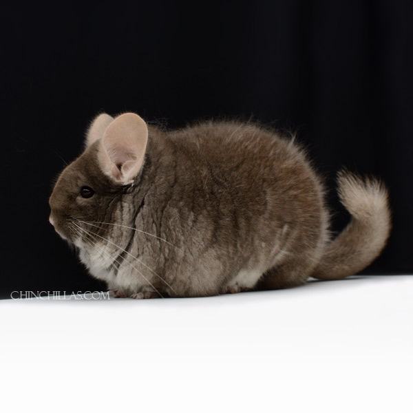 21226 Non Producing XXXL Blocky Premium Production Quality TOV Beige / Brown Velvet Female Chinchilla