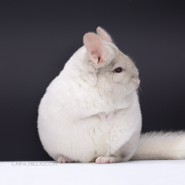 22041 Large Blocky Premium Production Quality Pink White Female Chinchilla