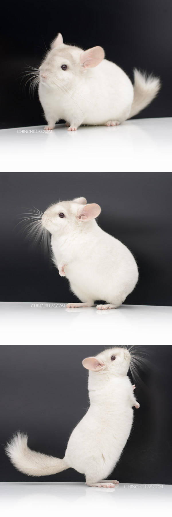 22152 Intermediate Show Quality Pink White Male Chinchilla