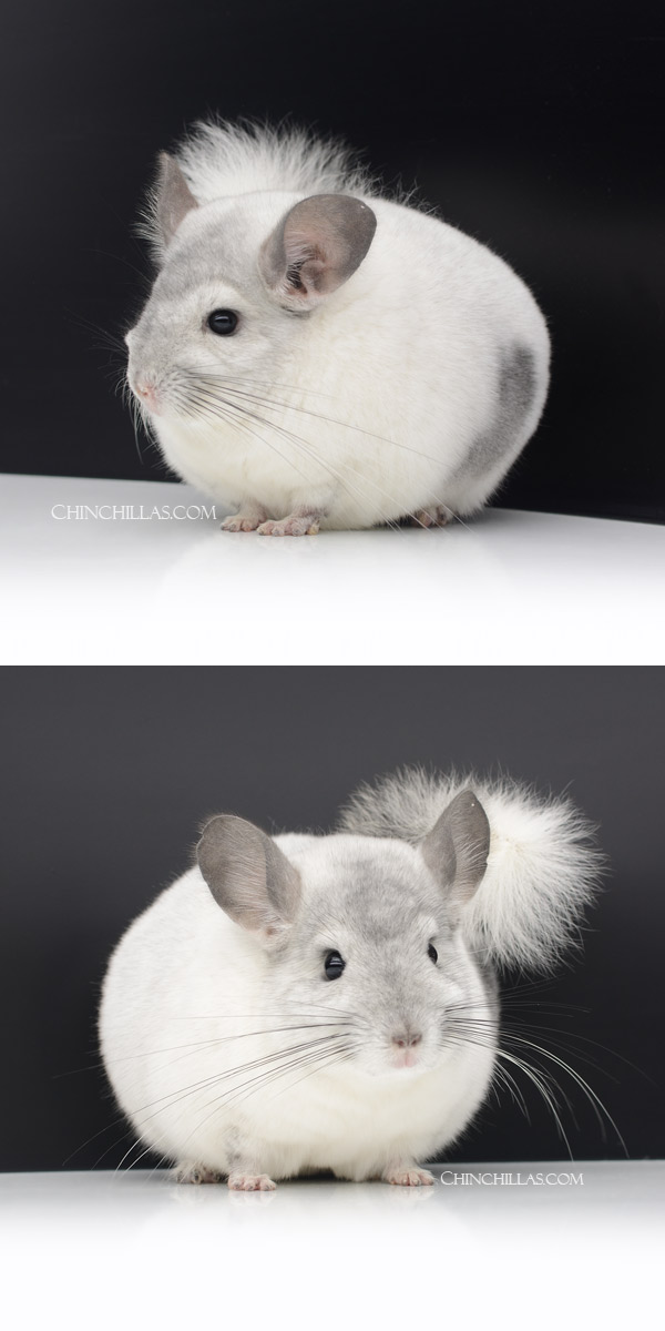 22195 Show Quality Ebony & White Mosaic Male Chinchilla