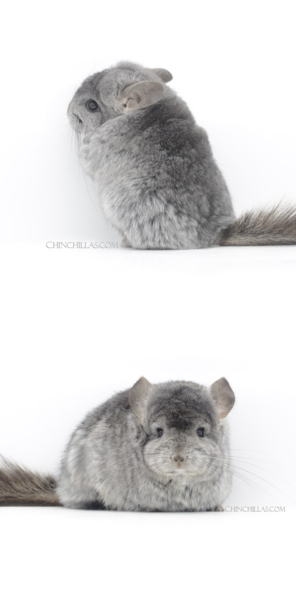 23013 Standard ( Ebony Carrier ) Royal Persian Angora Male Chinchilla