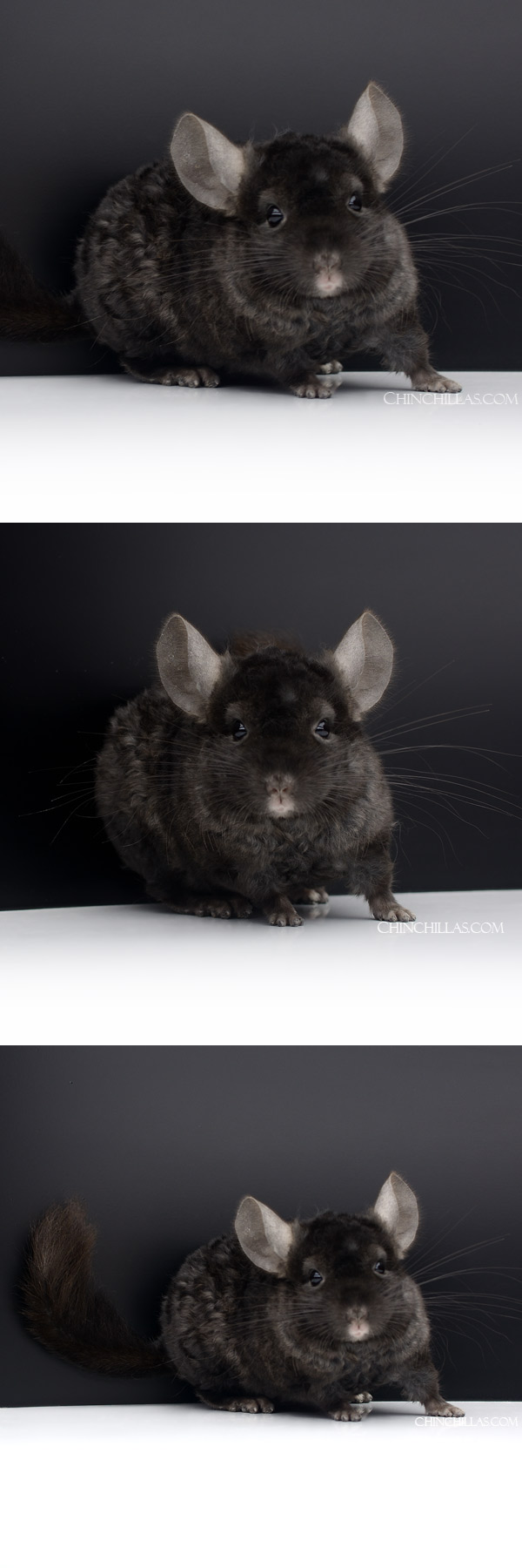 23015 Ebony Locken Male Chinchilla