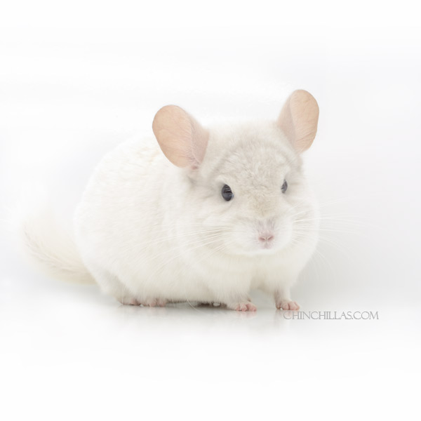 23057 Intermediate Show Quality Pink White Male Chinchilla