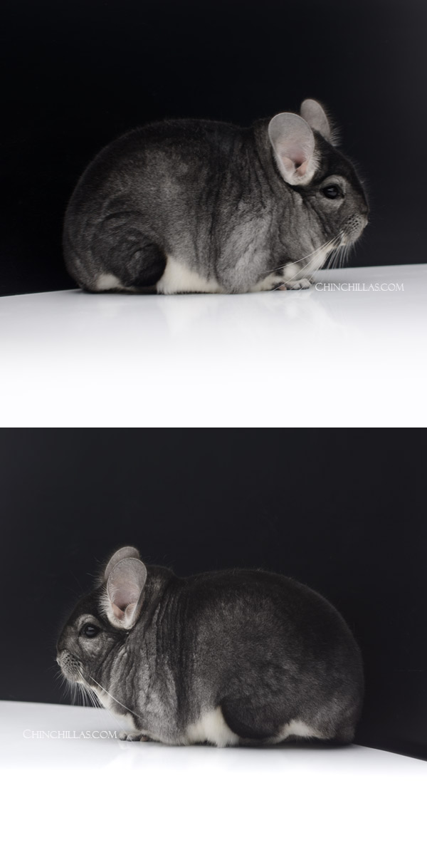 23028 Large 1st Place Standard Male Chinchilla