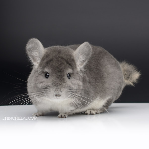 23056 Show Quality Violet Female Chinchilla