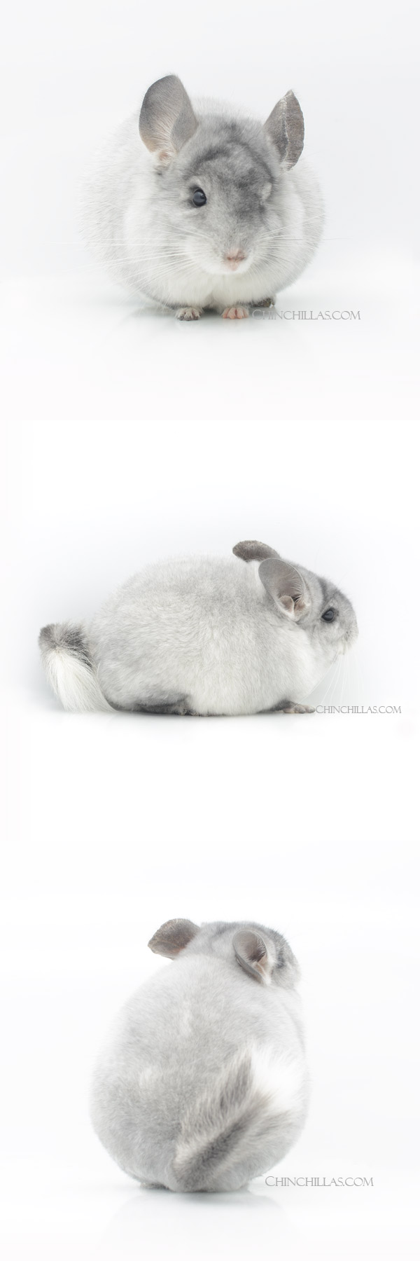 000012 Show Quality Silver Mosaic Male Chinchilla