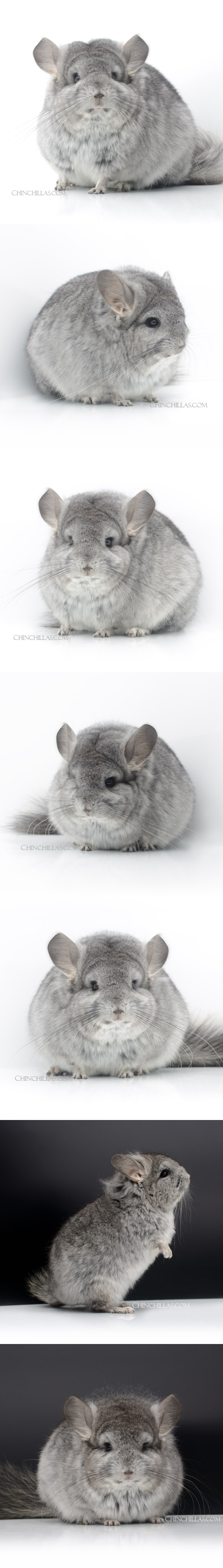 23016 Exceptional Standard Royal Persian Angora Female Chinchilla