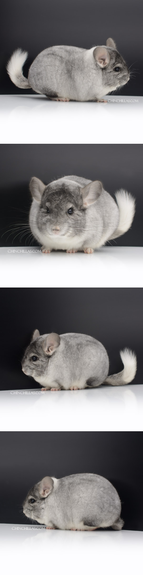 23055 Blocky Show Quality Tri-tone White Mosaic Male Chinchilla