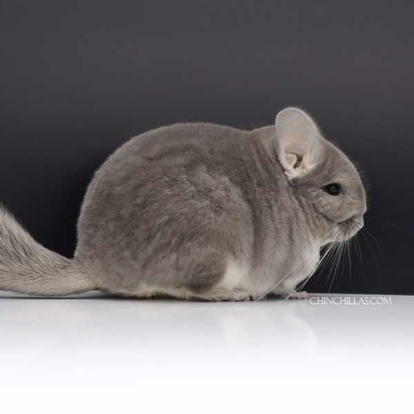 23052 Blocky Show Quality Violet Female Chinchilla