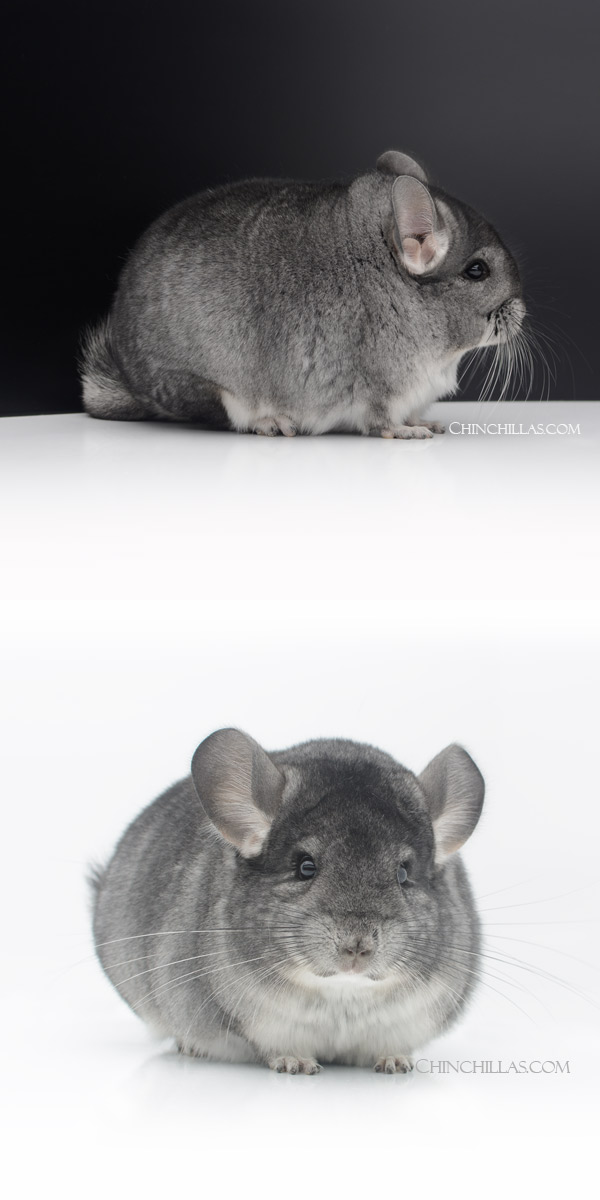 23032 Blocky Show Quality Standard Female Chinchilla