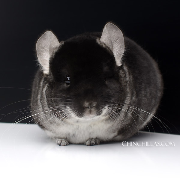 Chinchilla or related item offered for sale or export on Chinchillas.com - 23112 Large Herd Improvement Quality Black Velvet Male Chinchilla