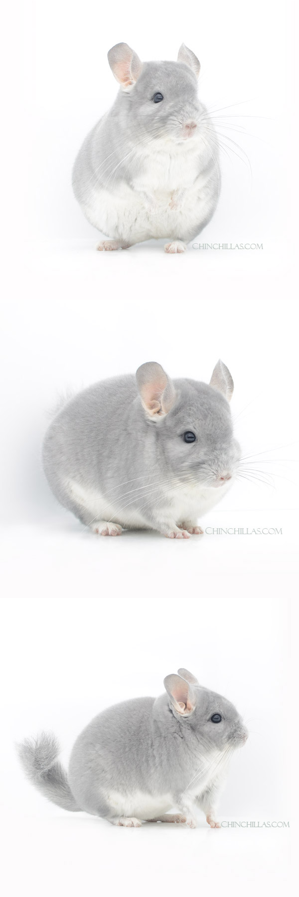 22198 Show Quality Blue Diamond Female Chinchilla