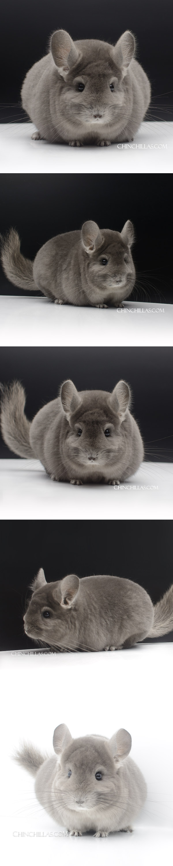 Chinchilla or related item offered for sale or export on Chinchillas.com - 23115 Show Quality Wrap Around Violet Male Chinchilla