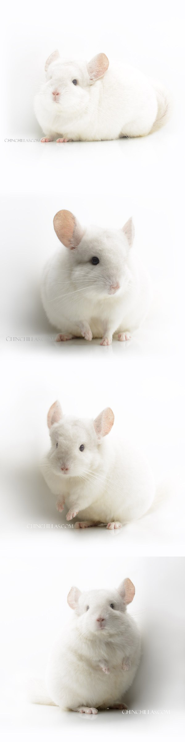 Chinchilla or related item offered for sale or export on Chinchillas.com - 23033 Pink White Male Chinchilla