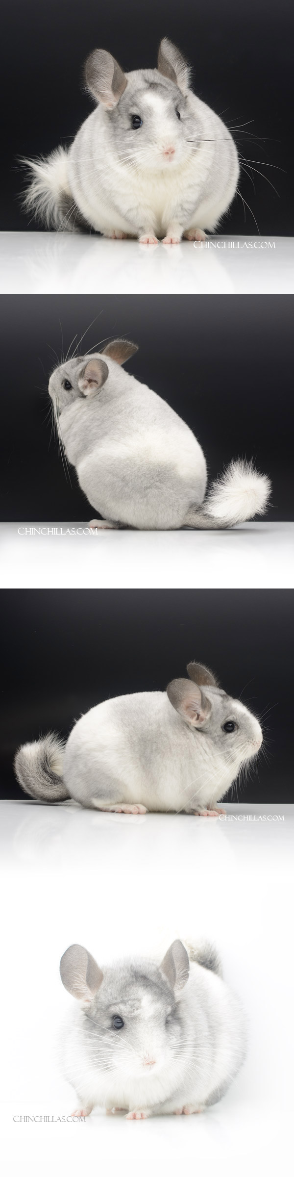 23106 Show Quality White Mosaic Female Chinchilla