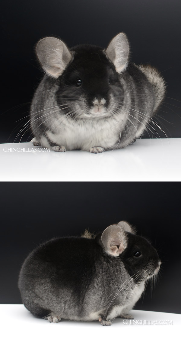 Chinchilla or related item offered for sale or export on Chinchillas.com - 23083 Large Blocky Herd Improvement Quality Black Velvet Male Chinchilla