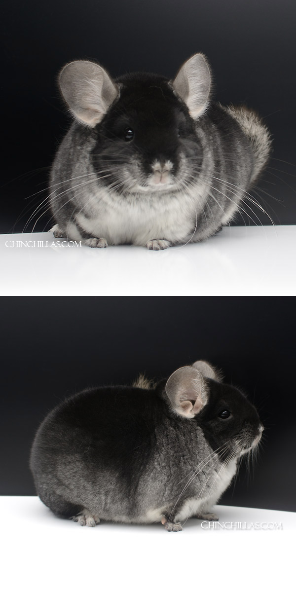 23083 Large Blocky Herd Improvement Quality Black Velvet Male Chinchilla