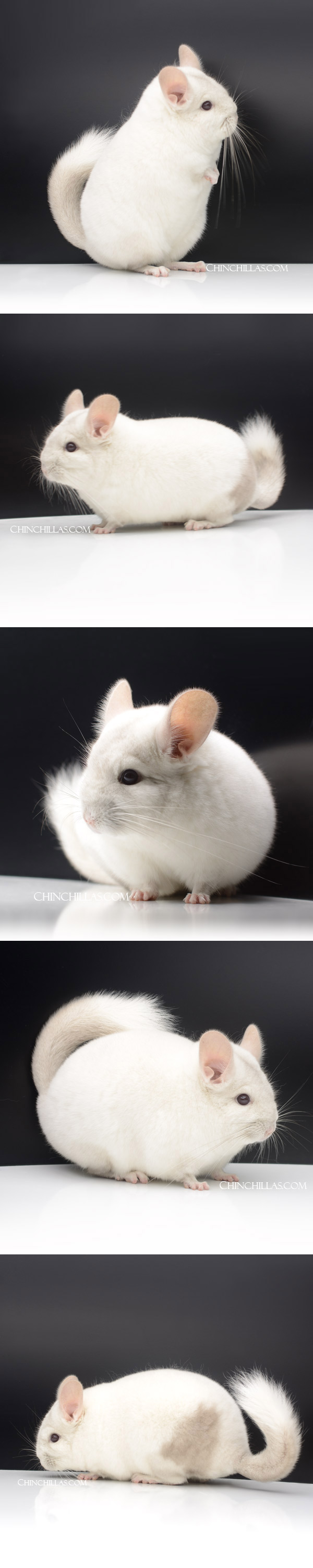 Chinchilla or related item offered for sale or export on Chinchillas.com - 23148 Show Quality Beige & White Mosaic Female Chinchilla with Body Spot