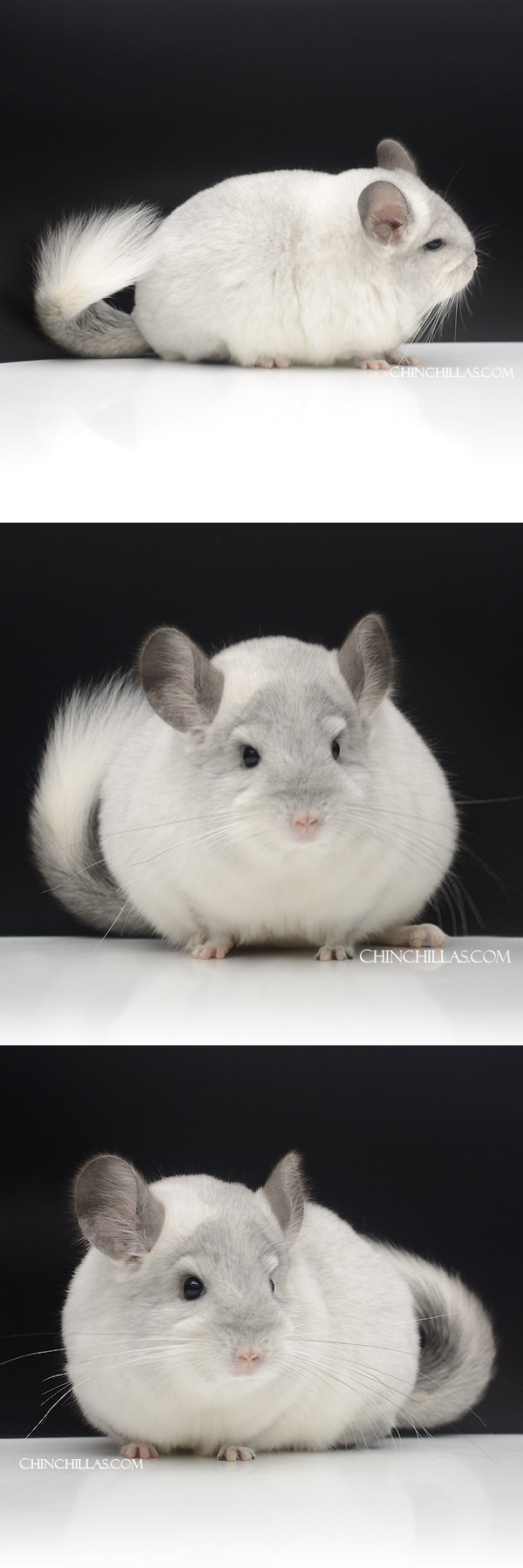 Chinchilla or related item offered for sale or export on Chinchillas.com - 000023 White Mosaic ( Royal Persian Angora & Violet Carrier ) Female Chinchilla
