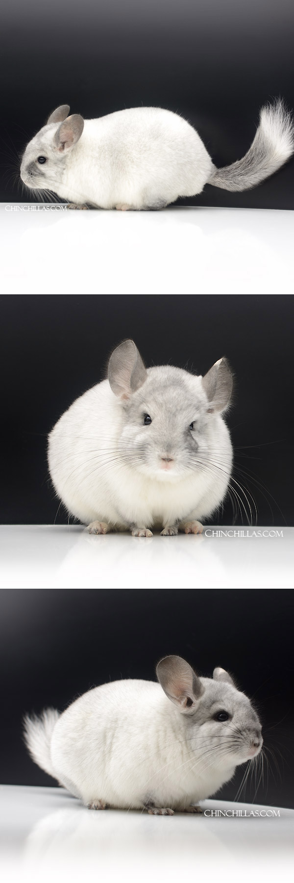 Chinchilla or related item offered for sale or export on Chinchillas.com - 23108 White Mosaic Male Chinchilla with Teardrop Marking