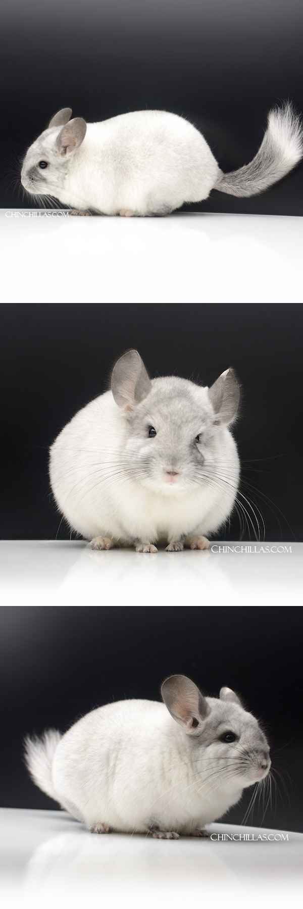 23108 White Mosaic Male Chinchilla with Teardrop Marking