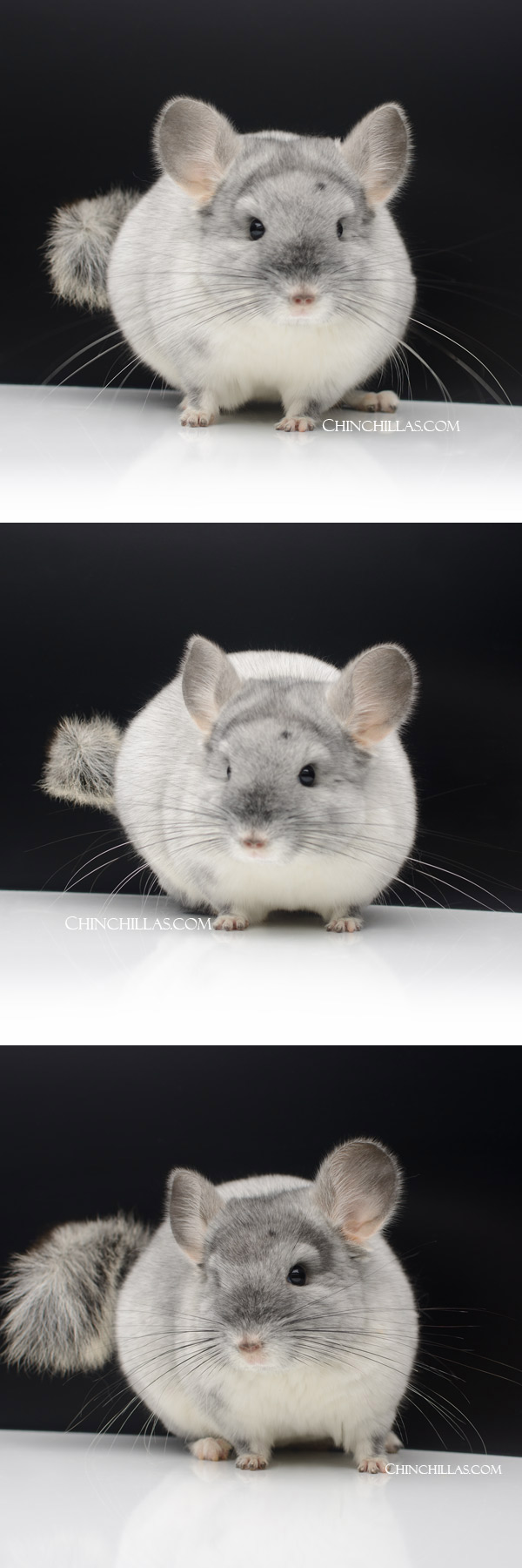 Chinchilla or related item offered for sale or export on Chinchillas.com - 23120 Brevi-type TOV White Male Chinchilla
